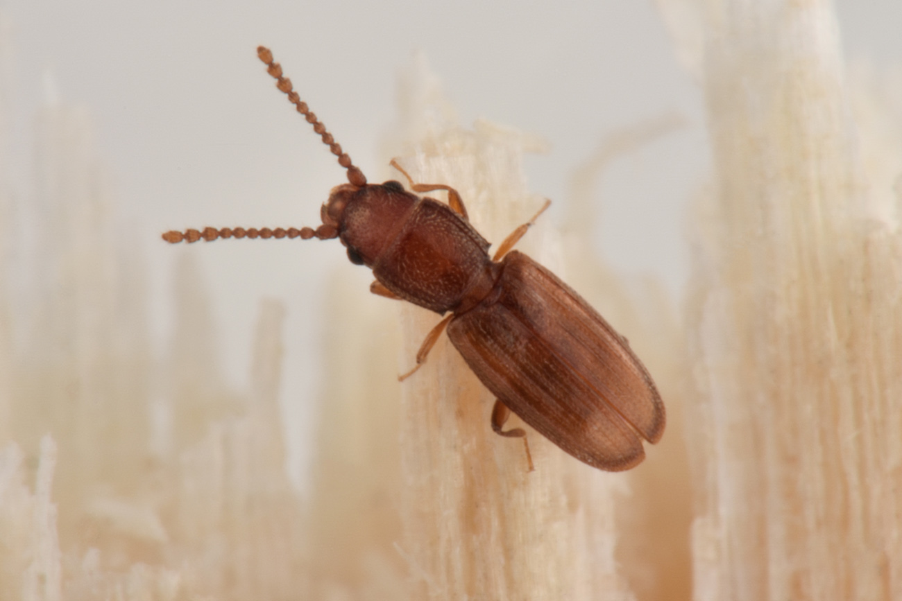 Laemophloeidae: Cryptolestes duplicatus ♂♀